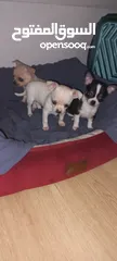  15 Chihuahuas