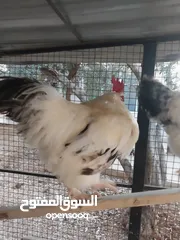  2 ديوك انجليزي عدد 2 للبيع