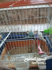  2 جوز هوقو رومو شغالات للبيع. مع القفص السعر20 دينار،، ماشاء الله