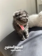  2 Kittens for sale