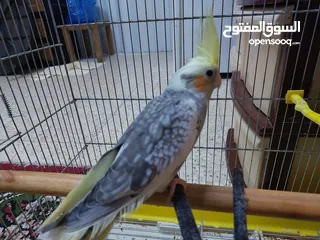  8 طائر كوكتيل للبيع