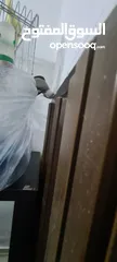  4 كوكتيل  واحد وايت فيس