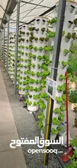  6 hydroponic system