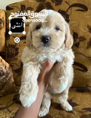  4 جراء فرينش تيرير للبيع
