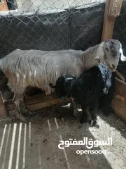  1 عنز راميه الحبات جديد وراها صخله حلب  سعر 250دينار