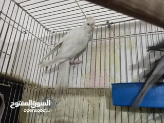  3 جوزين شغالات