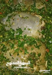  15 ام عدي للطبخات المنزليه كرش فوارغ روس طحل كبه ورق عنب منسف مسخن ششبرك شو مابخطر عبالك