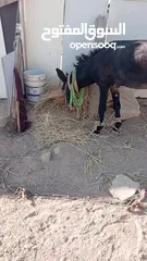  4 حمار  حراث كفاله ركوب من مجاميعو