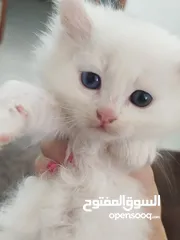  4 قطط شيرازي للبيع موجودين في عناتا