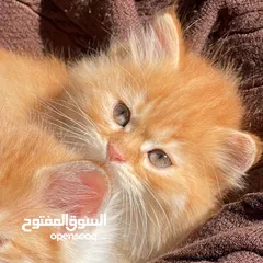  3 قطه شيرازيه