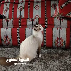  11 قطه رادغول للبيع
