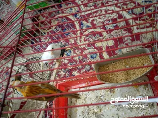  2 كنارات وكوكتيل