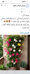  3 عماد فايق عيسى