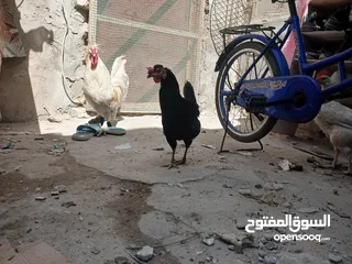  3 دجاج عرب التك ب20 ابيعهن كلهن سوه