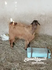  3 صخلين للبيع