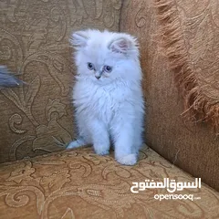  4 ما شاء الله تبارك الله ..... مجموعة من الكتنز بأنوع مختلفة .... .. (موجود تفاااصيل اكتر بالوصف) ..