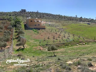  28 منزل ومزرعة للبيع في منطقة المريجمة-مادبا