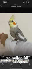  1 Cocktail hand tame fully friendly and active  and a budgies pair