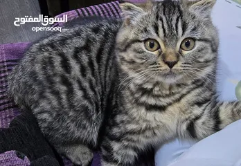  5 ذكر سكوتش جولدن بمستوى عالي