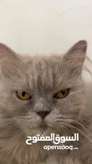  2 قطه ، أنثى للبيع