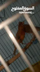  8 جوز كنار نحاسيات نار