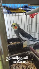  1 ببغاء (كوكتيل) رمادي غامق مع خدود برتقاليه مع القفص والعده وطعام