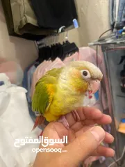  2 ببغاء جرين شيك أناناس لون مميز جدا جدا زي اللعبة اليف 100٪؜