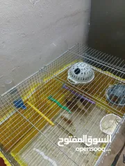  5 طيور زيبرا