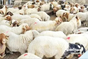  2 لحام متنقل لذبح اضاحي العيد خرفان و عجول جزار متنقل واصل لباب بيتك