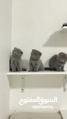  5 scottish fold kittens