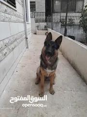  4 كلبة انثى جيرمن