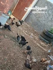  5 فرخات دجاج بلدي وفيومي صحه ونظافه ولله الحمد مطعمات عمر شهر ونص لشهرين
