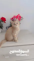  11 Cute and friendly kittens