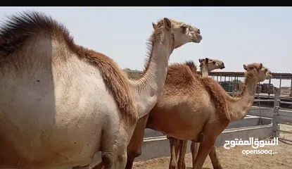  12 قعدان مراعي الجنوب وصول دفعه