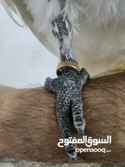  2 للبيع او للبدل كوكاتو