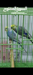  4 طيور الحب رنبو