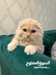  4 Scottish Fold Long hair سكوتش