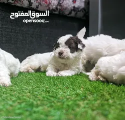  3 shitzu puppies جراوي شيتزو