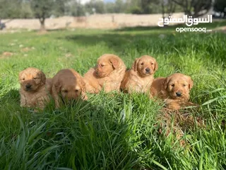  5 جولدن ريتريفر بريطاني مستوى عالمي !