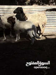  3 3 انعاج البيع