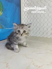  27 Scottish fold, Rag doll, British Short hair kittens.