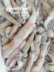  7 Lobeter Shrimp, squid, octopus, calamari, oysters, seashells, crab, fish