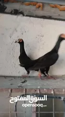  2 متاح جوز تحتهم بيض