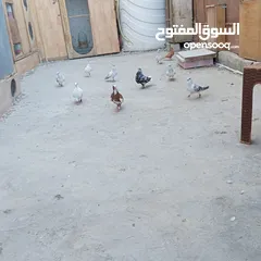  2 حمام اللبيع عمان مخيم  الحسين
