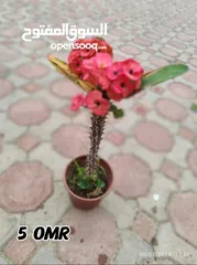  5 plants for sale from 1 to 5 OMR