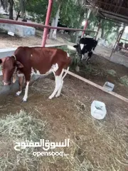  2 عجلة بكر جاهزه للذبح أو التربيه