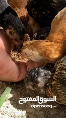  6 افراخ دجاج