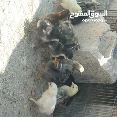  1 صيصان بلدي