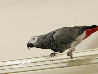  3 AFRICAN GREY PARROT