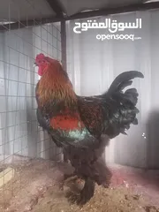  2 طقم براهمه شغال